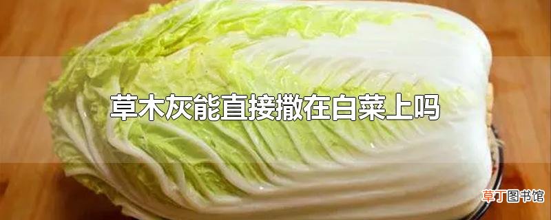 草木灰能直接撒在白菜上吗