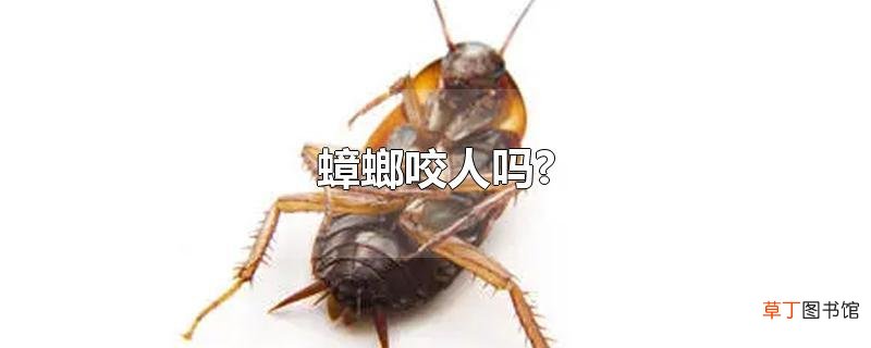 蟑螂咬人吗?