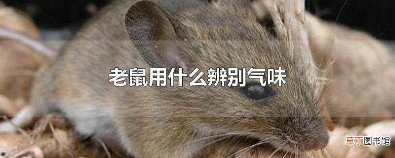 老鼠用什么辨别气味
