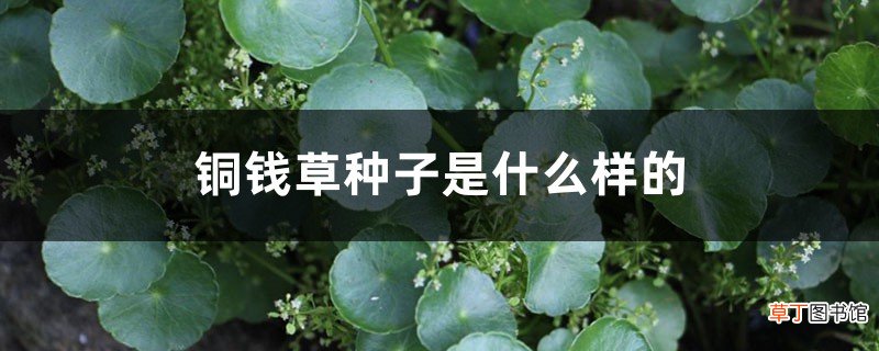 铜钱草种子是什么样的