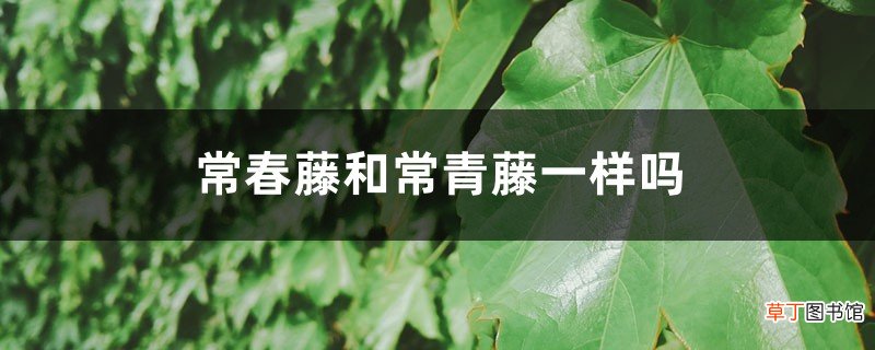 常春藤和常青藤一样吗