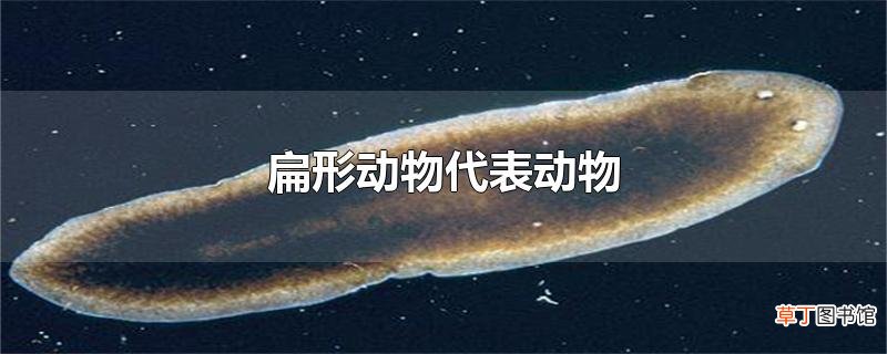 扁形动物代表动物