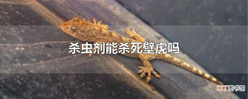 杀虫剂能杀死壁虎吗