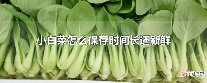 小白菜怎么保存时间长还新鲜