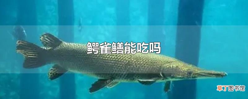 鳄雀鳝能吃吗