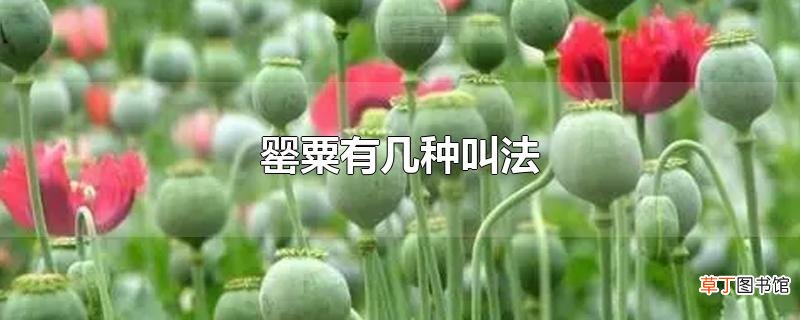 罂粟有几种叫法