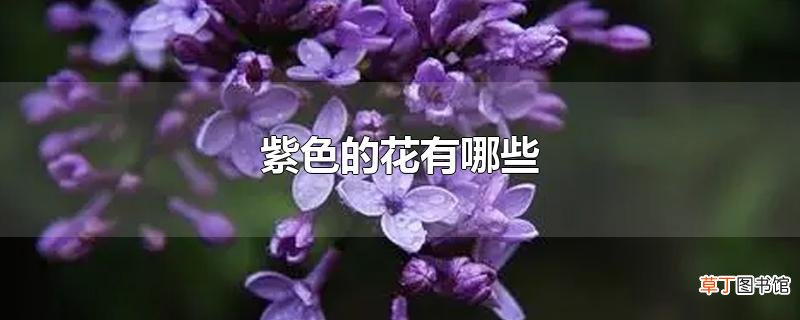 紫色的花有哪些