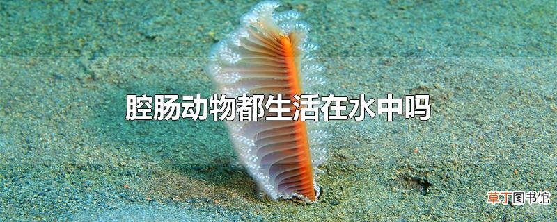 腔肠动物都生活在水中吗