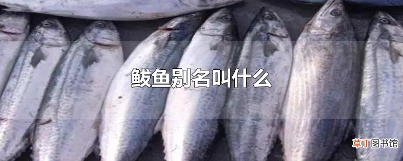 鲅鱼别名叫什么