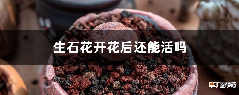 生石花开花后还能活吗