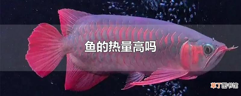 鱼的热量高吗