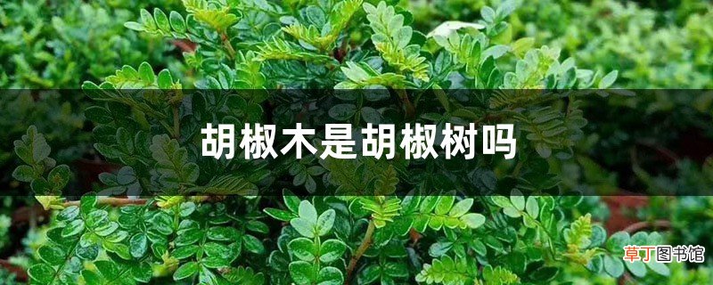 胡椒木是胡椒树吗