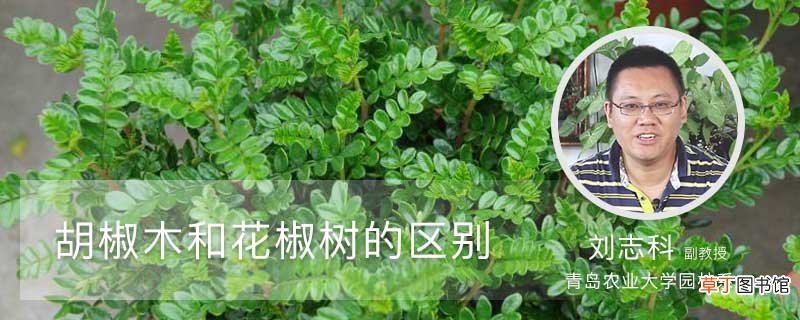 胡椒木和花椒树的区别