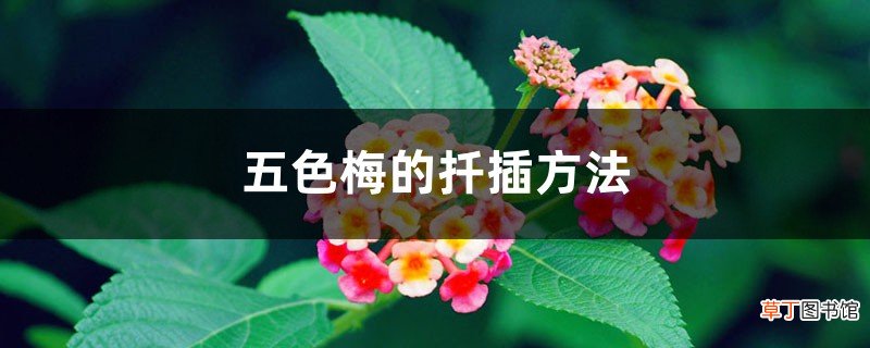 五色梅的扦插方法