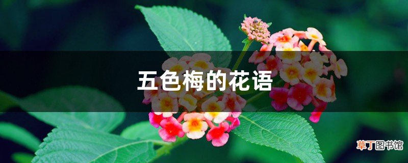 五色梅的花语