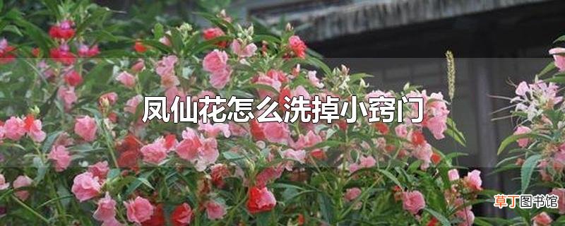 凤仙花怎么洗掉小窍门