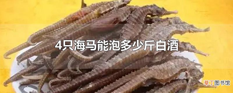 4只海马能泡多少斤白酒