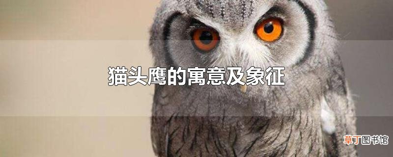 猫头鹰的寓意及象征
