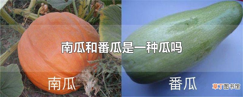 南瓜和番瓜是一种瓜吗