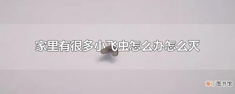 家里有很多小飞虫怎么办怎么灭