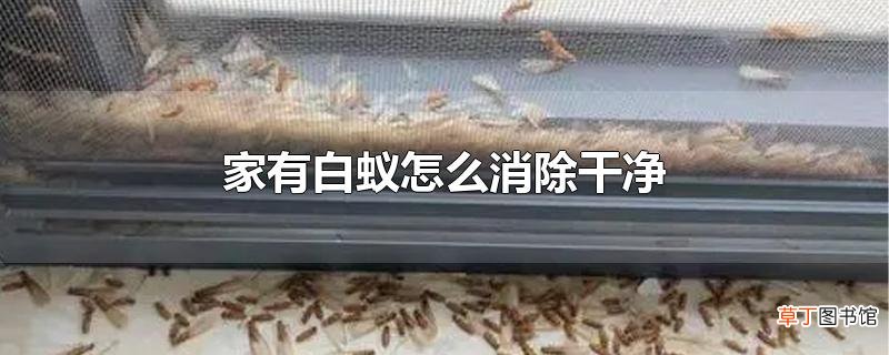 家有白蚁怎么消除干净