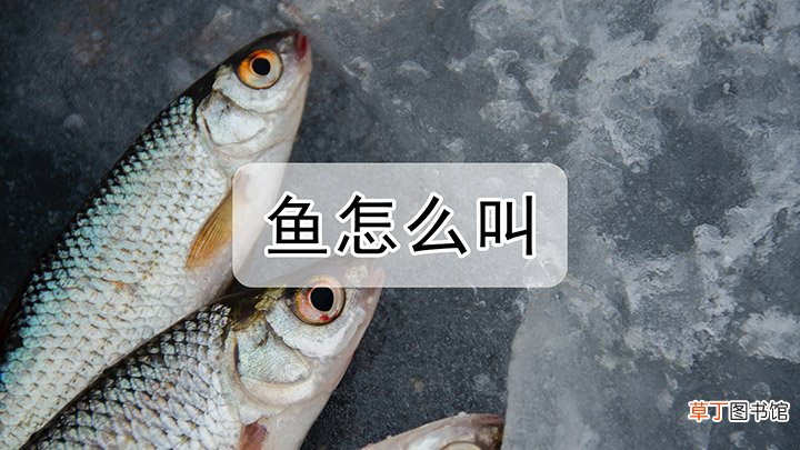 鱼的声音怎么叫的