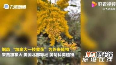 西安发现加拿大一枝黄花 这种花有什么危害？