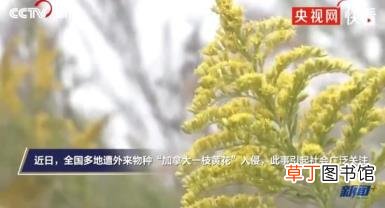 西安发现加拿大一枝黄花 一枝黄花是一种怎样的植物呢？