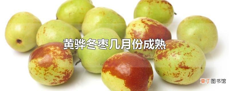 黄骅冬枣几月份成熟