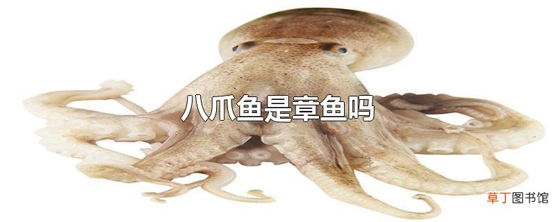 八爪鱼是章鱼吗