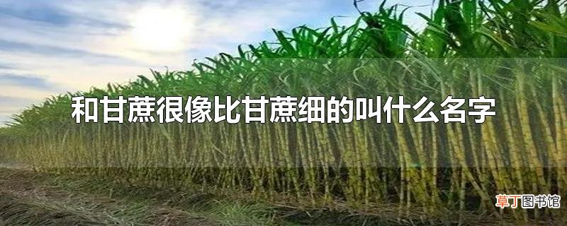 和甘蔗很像比甘蔗细的叫什么名字