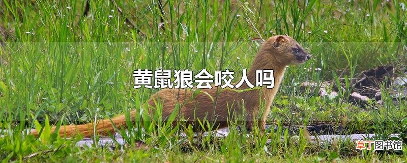 黄鼠狼会咬人吗