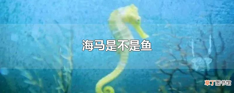 海马是不是鱼