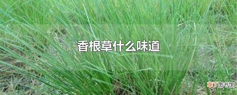 香根草什么味道