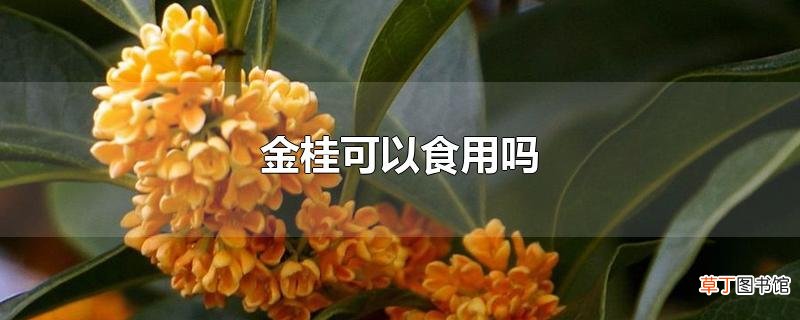 金桂可以食用吗