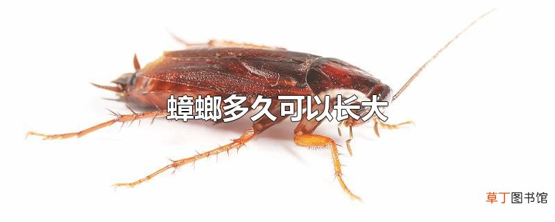 蟑螂多久可以长大