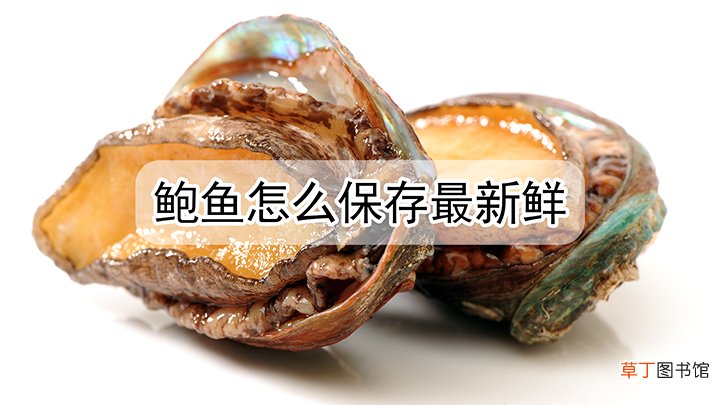 活鲍鱼怎么保存最新鲜