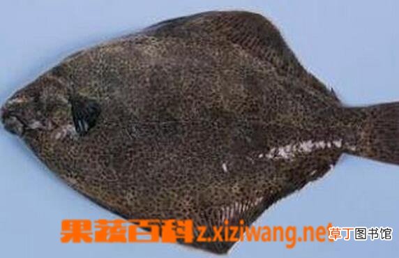 黑姑鱼的营养价值与功效 吃黑姑鱼的好处