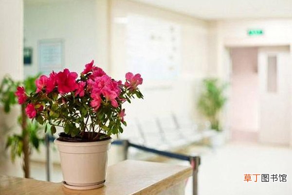 这3种花，沾点水就“疯长”，最适合懒人养！