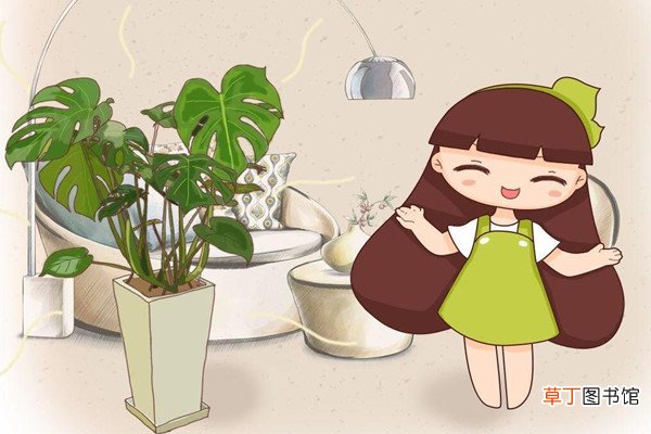 这花叶子油绿茂盛，不用管自己就能长，还是天然的净化器！