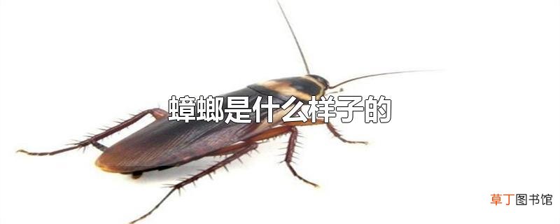 蟑螂是什么样子的