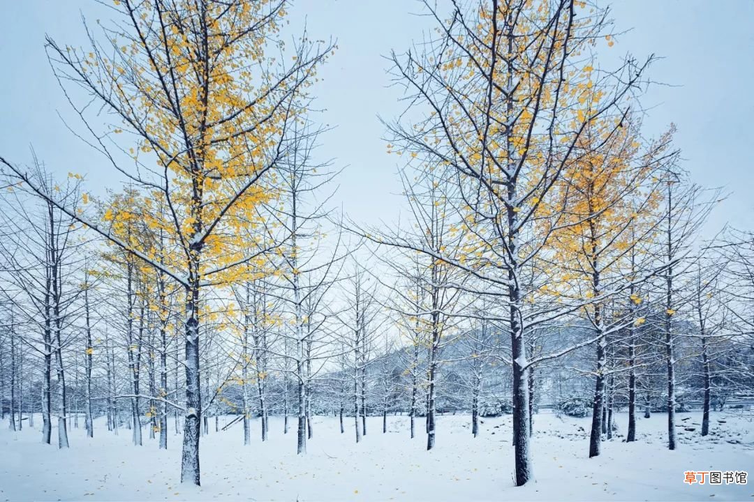 关于雪的20句诗词 关于雪的诗词