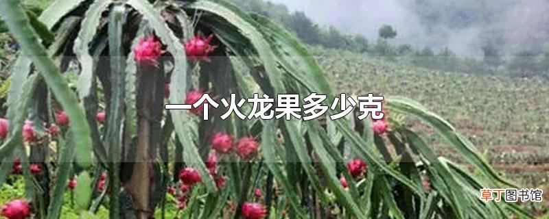 一个火龙果多少克