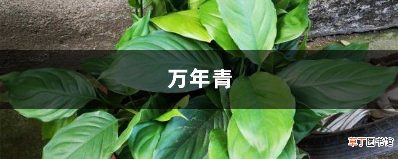 客厅放盆“万年青”，没事浇点水，叶子油绿还茂盛