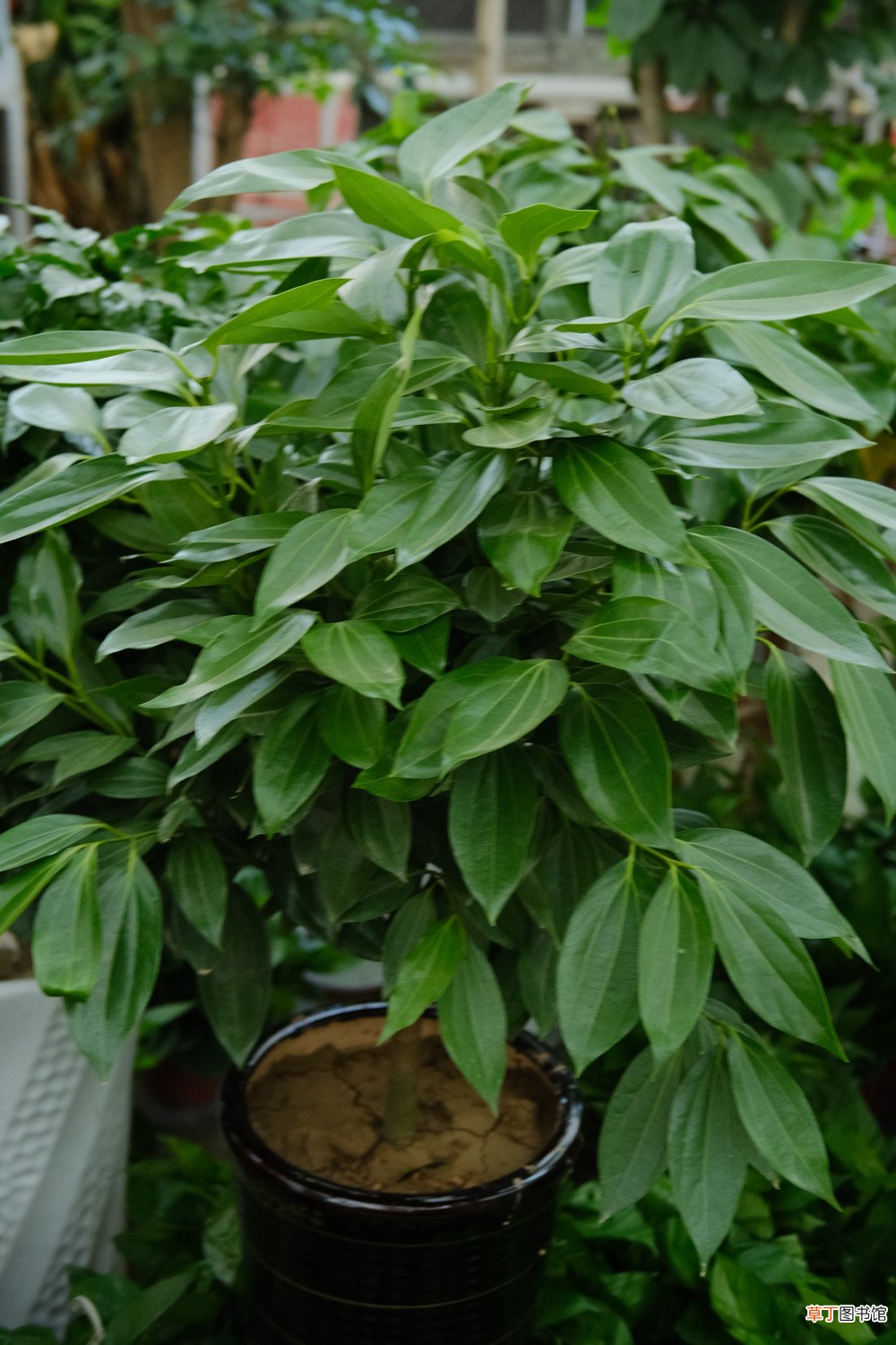 平安树怎么养才茂盛
