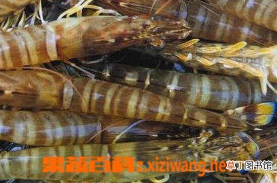 基围虾的功效与作用 吃基围虾的好处