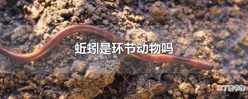 蚯蚓是环节动物吗