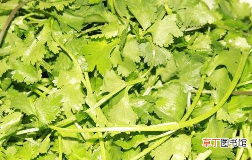 让食材换个方式来保鲜 常见蔬菜保鲜小技巧