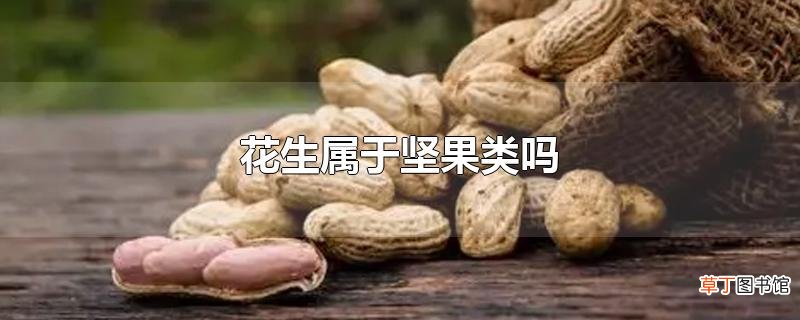 花生属于坚果类吗