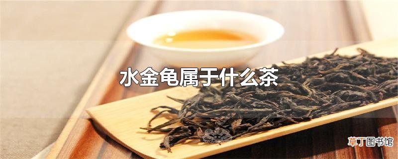 水金龟属于什么茶